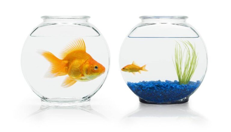 L'invidia sempre presente nella nostra vita