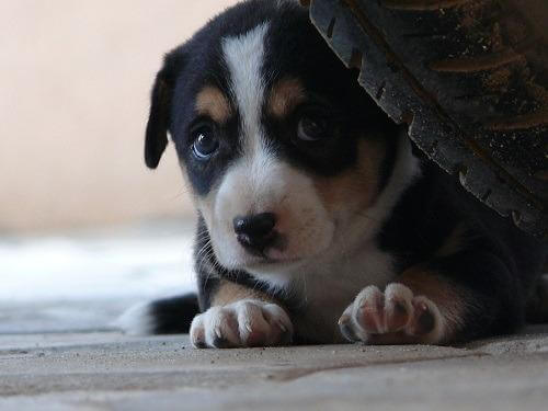 Capire la paura per affrontarla