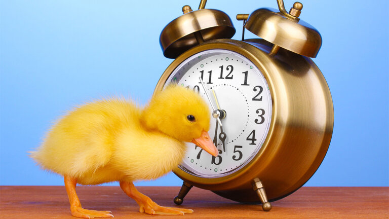 Quattro cose che le persone di successo fanno nelle prime ore del mattino