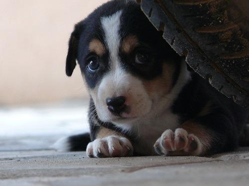 Capire la paura per affrontarla