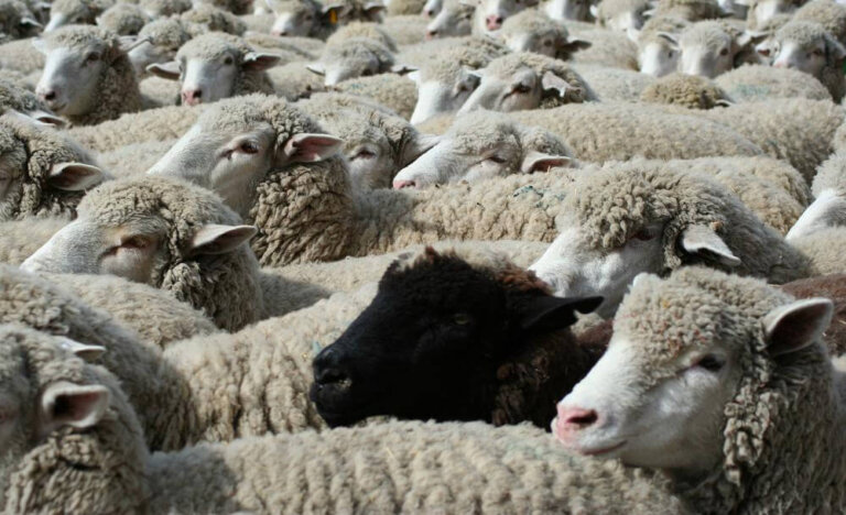 Essere la pecora nera in un gregge di pecore bianche