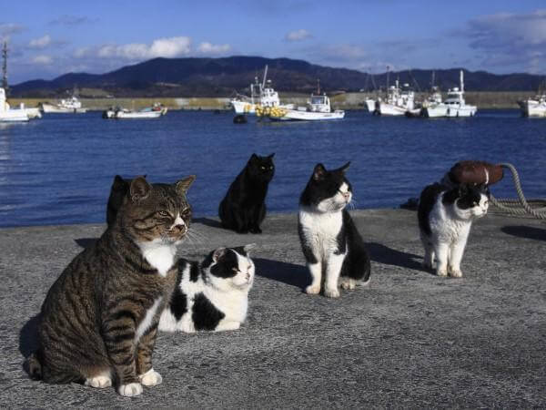 L'isola dei gatti