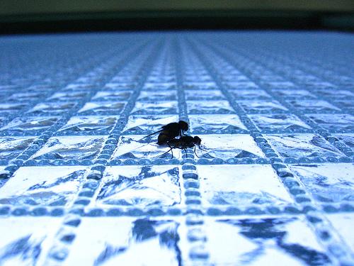 I rischi della pornografia: i neuroni specchio