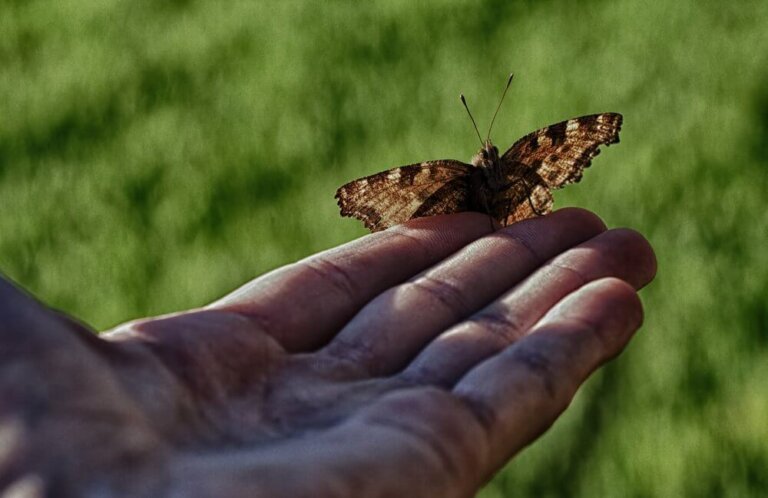La favola dell'uomo e della farfalla: quando aiutare non aiuta?