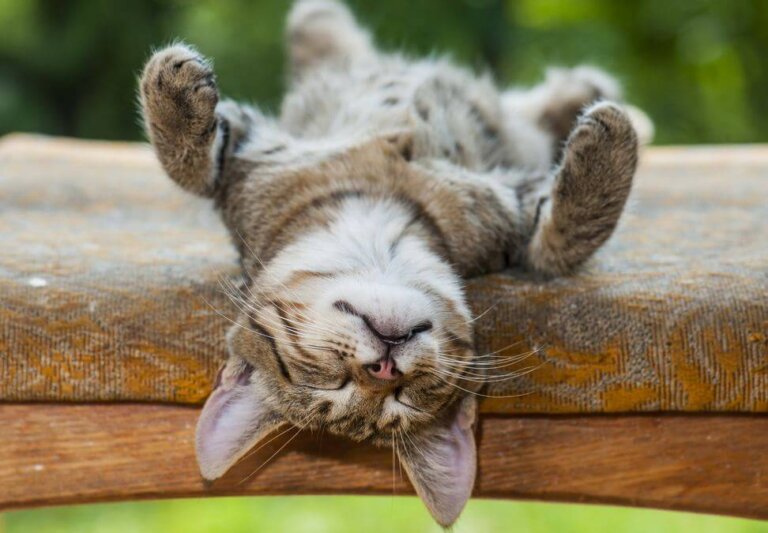 4 benefici del sonnellino pomeridiano