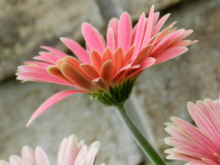 Perché è importante la nostra autostima?