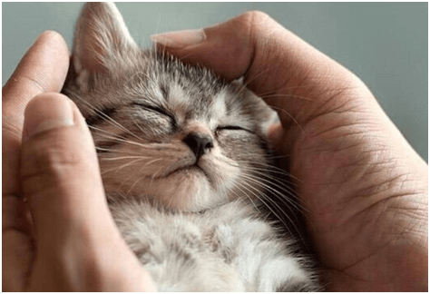 Il tempo passato con i gatti non è mai tempo perso