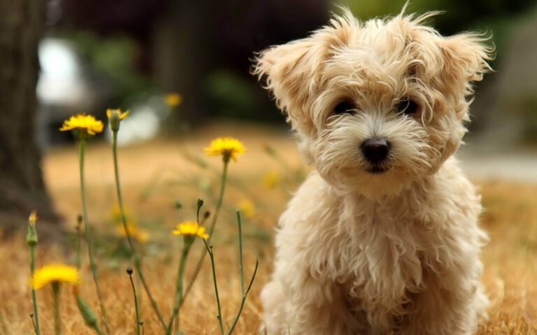 I cani non muoiono mai, riposano vicino al nostro cuore