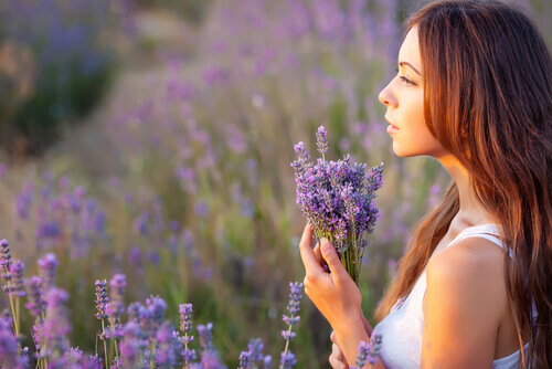 Campo-di-lavanda
