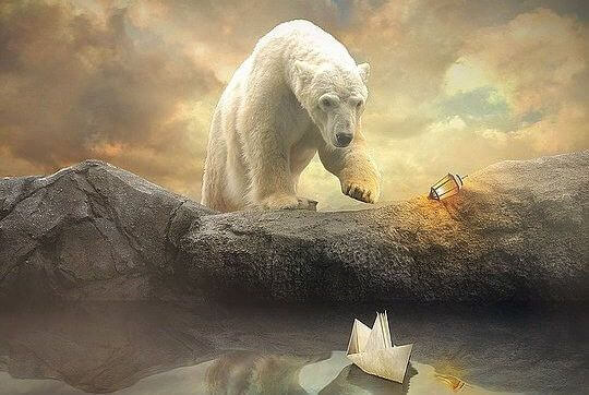 orso polare