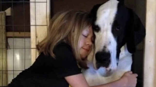 cane-alano-george-bambina-bella-3