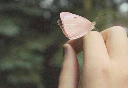 farfalla-sopra-una-mano