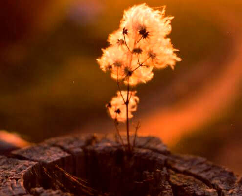 pianta dentro un tronco