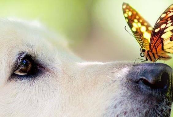 Perché le emozioni ci influenzano più della ragione?