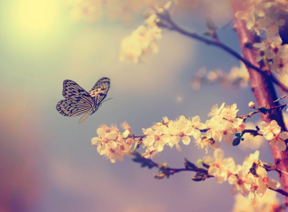 farfalla e fiori
