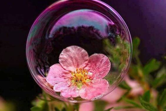 bolla di sapone che contiene fiore