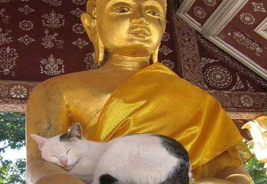 buddha e gatto