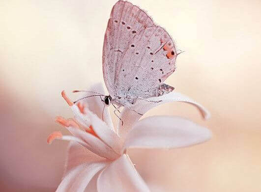 farfalla-fiore