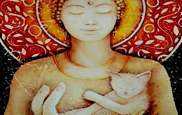 immagine di buddha e gattino