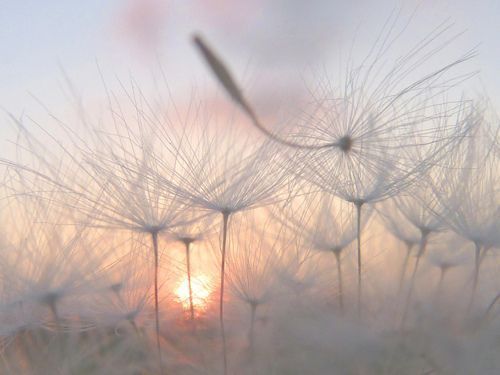tramonto e soffioni opportunità