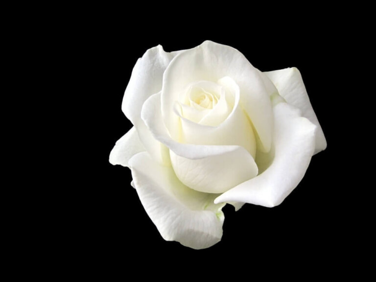 Sophie Scholl, la giovane che ha tenuto testa a Hitler con una rosa bianca