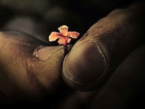 mani sporche e fiore