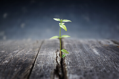 germoglio nuova psicologia