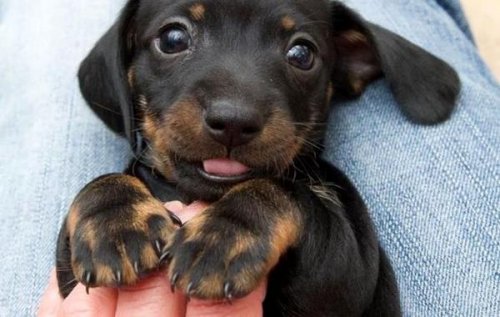 Finché non avrete amato un animale, la vostra anima resterà assopita