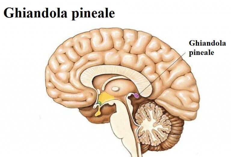 ghiandola pineale posizione
