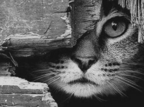 gatto-che-si-nasconde-dietro-un-tronco