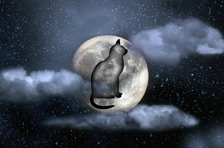 gatto-riflesso-nella-luna