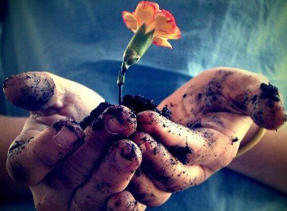 mani che reggono un fiore