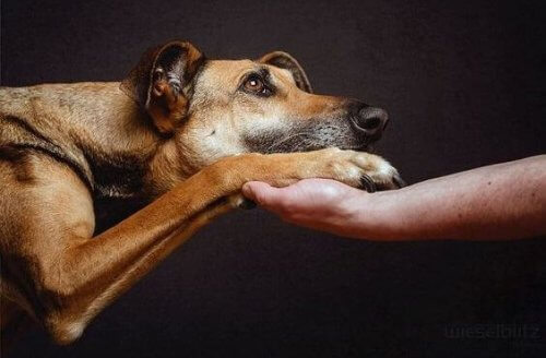 cane che dà la zampa al suo padrone