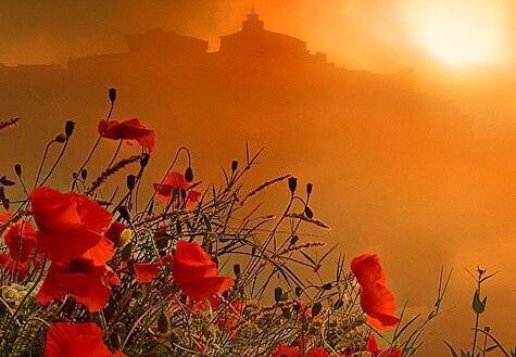 paesaggio-con-papaveri