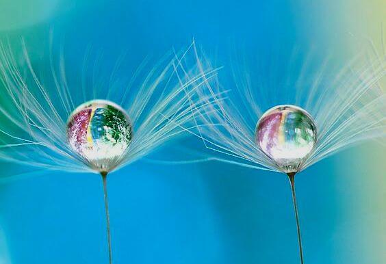 dente-di-leone-con-gocce-di-rugiada