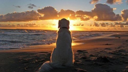 Il dolore che proviamo quando se ne va il nostro animale domestico