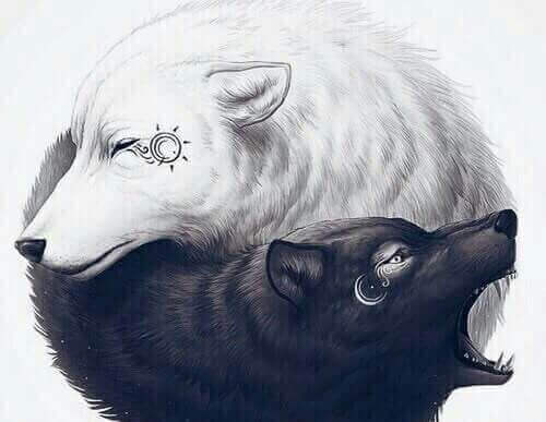 lupi-bianco-e-nero-yin-yang