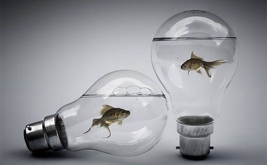pesci-dentro-alle-lampadine