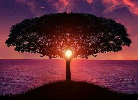albero e tramonto