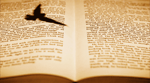uccello-vola-su-libro