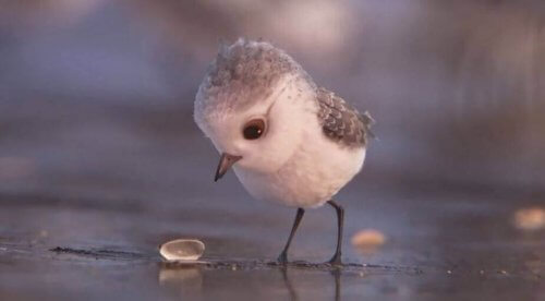 uccellino-guarda-conchiglia