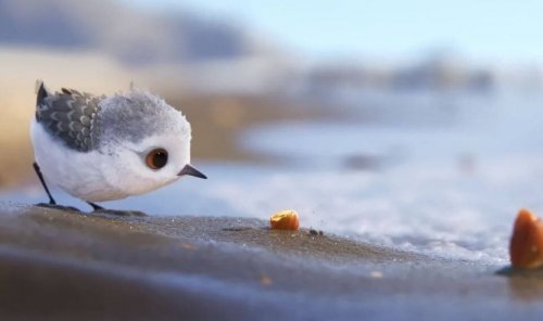 uccellino-guarda-sabbia