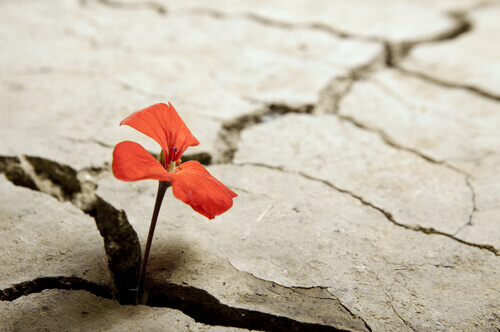 Resilienza: l’avversità mi rende più forte