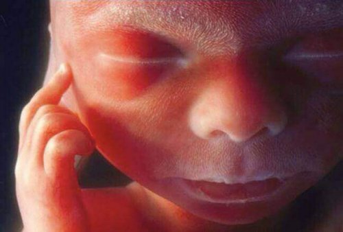 Immagini mai viste prima dell'attività cerebrale del feto