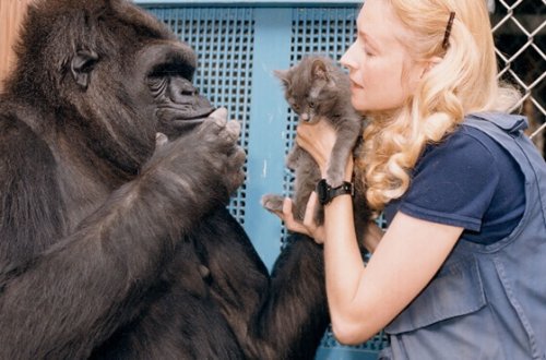La tenera storia di Koko, il gorilla più intelligente del mondo