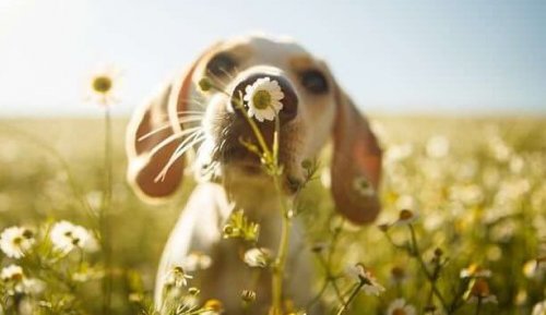 cane campo di fiori l'empatia dei cani