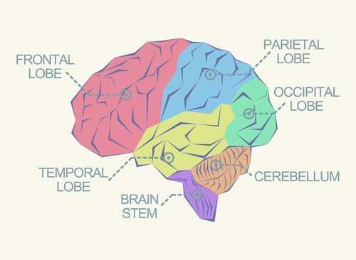 Schema del cervello umano