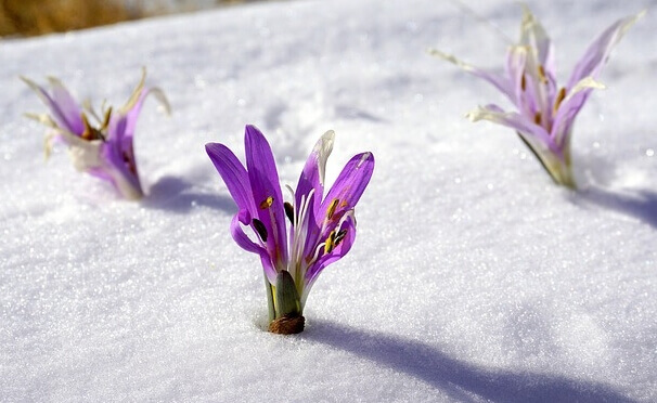 Sisu: la ricetta finlandese per i momenti difficili