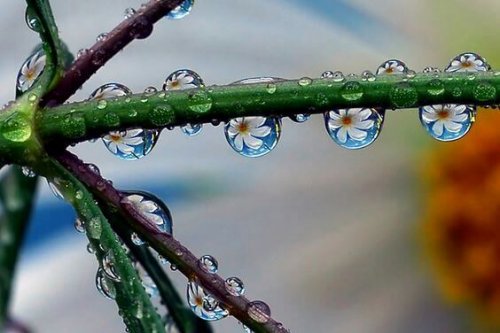 Gocce di rugiada e margherite