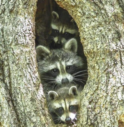 Famiglia di procioni